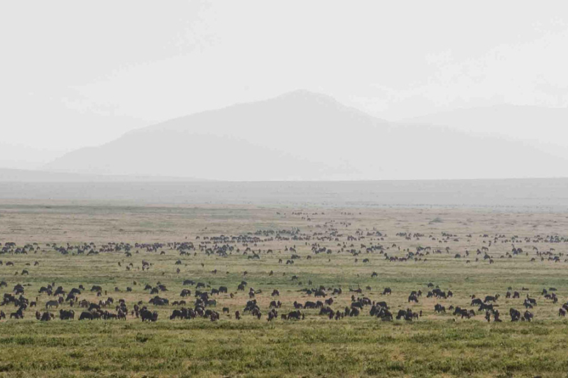 Kenyas Best-Value Amboseli